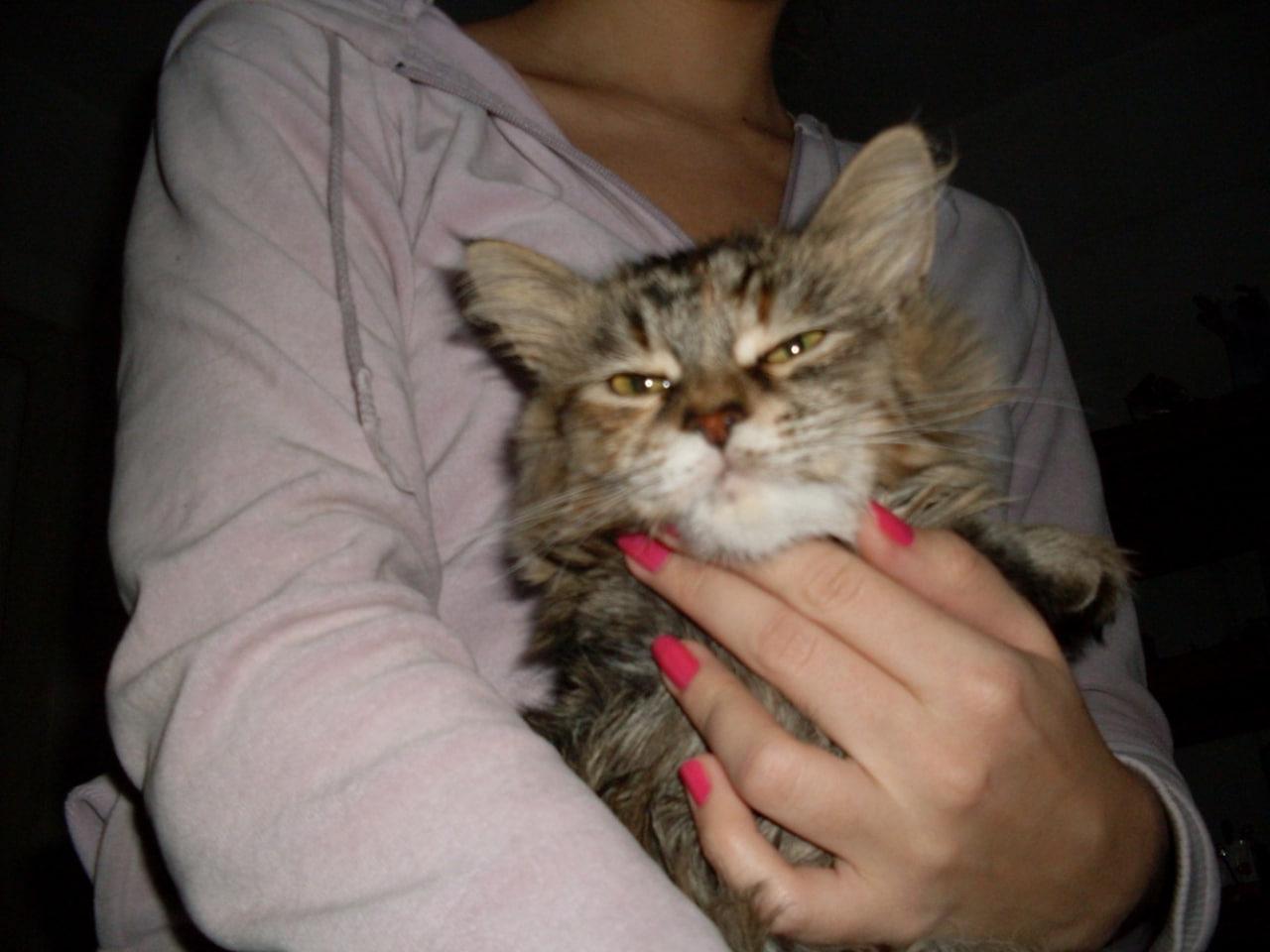 Фото Новосибирцы обняли кошек в честь праздника 10